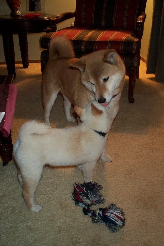 横扫之夜，杰伦·格林如何成为辽宁击败广东的终极武器